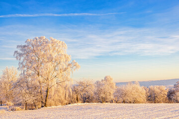 Frosty trees by a field a cold sunny winter day