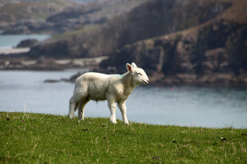 Sheep in a meadow, Orkney, Scotland