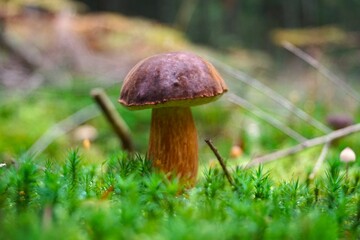 a girl cuts a mushroom