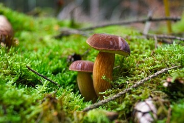 mushrooms in the forest