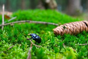 a beetle crawls on moss