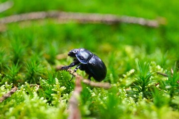 a beetle crawls on moss