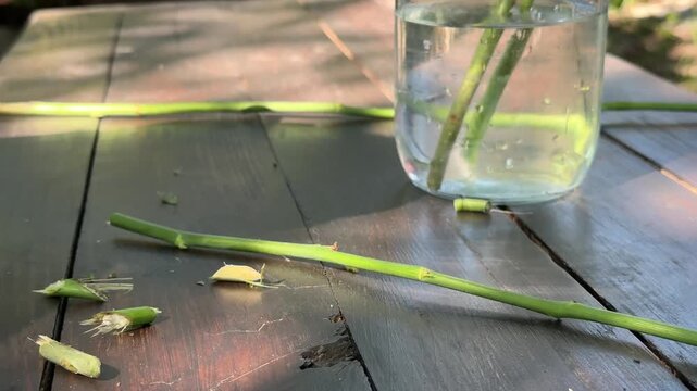 preparing rose cuttings for cloning. High quality 4k footage