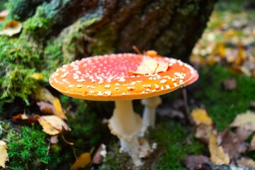 mushrooms in the forest