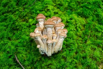 mushrooms in the forest