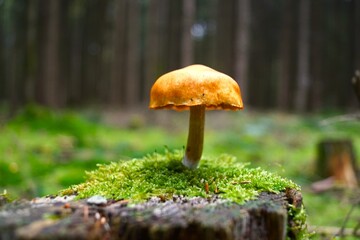 mushrooms in the forest
