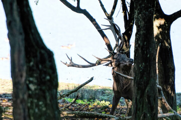 deer bellow during the rut