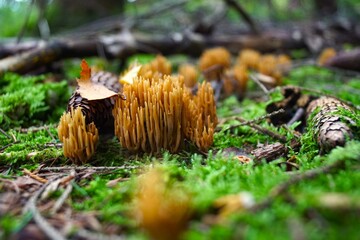 mushroom in the forest