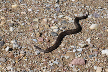 Snake on a gravel road.