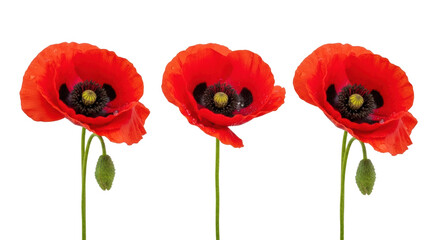 Fototapeta premium Three vibrant red poppies, pristine crimson petals, black centers, water droplets, green stems, linear. Isolated transparent studio background, 45-degree elevated, botanical product concept
