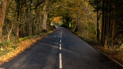 road in autumn
