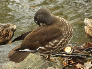 Female mandarin duck perched on a stone rock by a lake