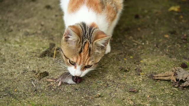 Un chaton roux tigr&eacute; renifle une moiti&eacute; de souris un peu sale, go&ucirc;te du bout de la langue mais ne le mange pas