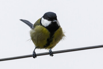 Big tit sits on wire in autumn.