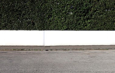 Low white plaster fence with tall hedge on top. Sidewalk and urban street in front. Background for copy space.
