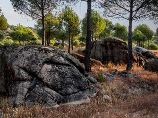 Granito entre los pinos
