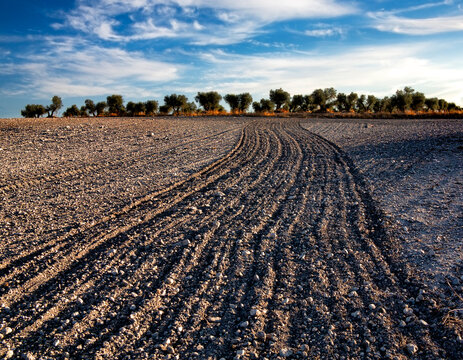 Olivos tras los barbechos