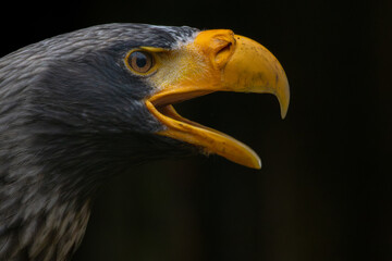 Steller's sea eagle. Haliaeetus pelagicus