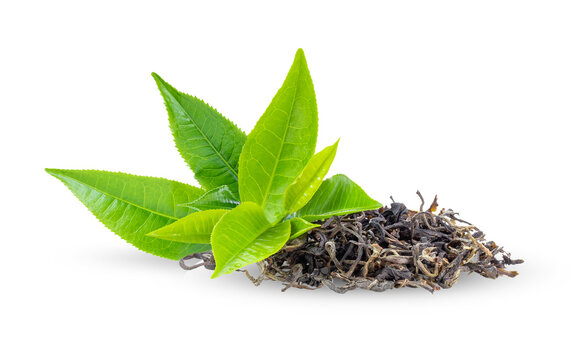Fresh green tea leaves and dry  isolated on transparent png ( image from camera )