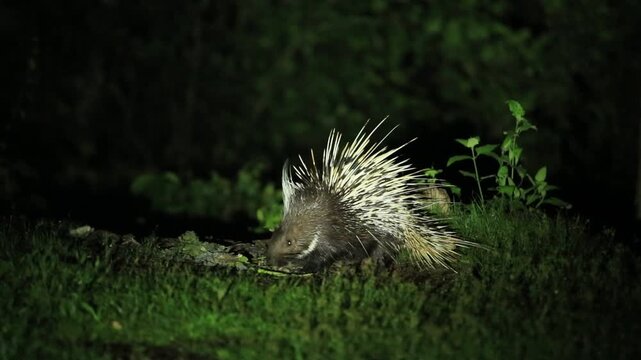 Porcupine living at night at Ban Krang campsites in kaeng krachan national park Phetchaburi, Thailand 