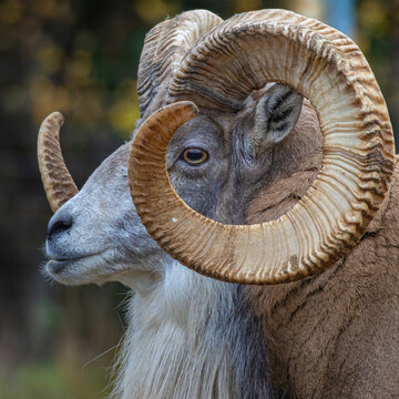 Transcaspian urial, Ovis orientalis arkal. big eye.