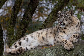 Fototapeta premium Endangered Snow Leopard resting on a rock.
