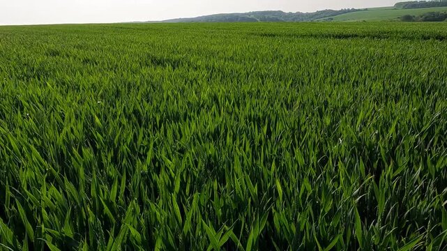 green grass in the morning. landscape of a green wheat field at sunrise. Wheat field against the sun. Landscape of a wheat field on a summer morning. green grass in the wind. field of wheat