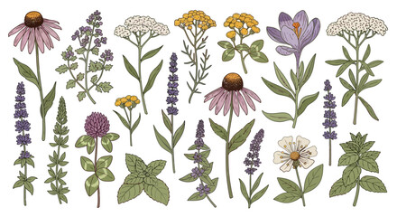 Botanical illustration featuring a variety of wildflowers and herbs in a detailed, vintage style. © Avoxel