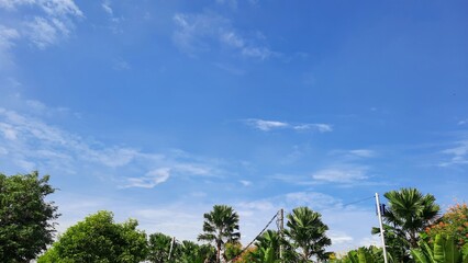 Blue sky with wispy clouds framed by overhanging leaves and lush green plants below, sky and trees landscape background