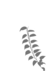 Minimalist blurry grey graphic design featuring the silhouette of a tropical foliage branch. This versatile image is perfect for creating abstract patterns, nature motifs, or decorative borders.
