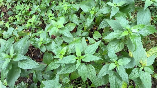 wet green nettles in the forest, top view. High quality 4k footage