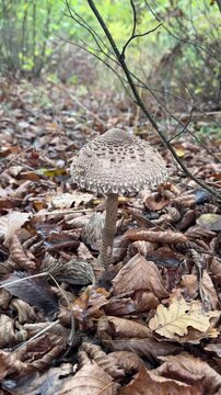 forest autumn umbrella mushroom in a clearing. High quality 4k footage