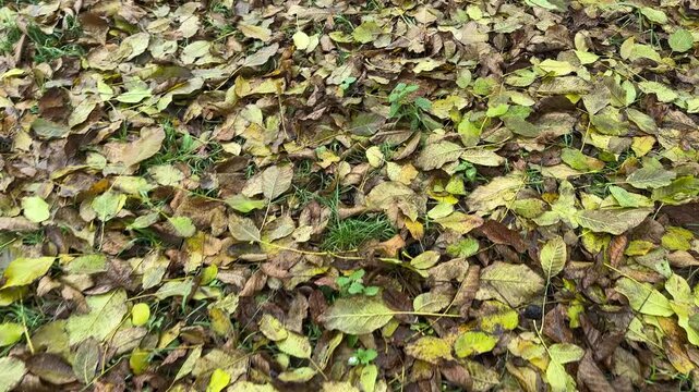 crisp dry autumn walnut leaves underfoot. High quality 4k footage