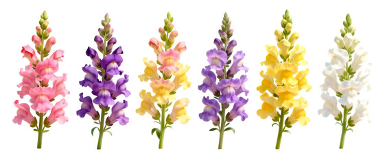 Realistic snapdragon flower set with multiple color variations isolated on transparent background, vibrant garden floral element collection
