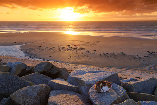 Cat on the riprap of Hauteville-sur-Mer Plage in Normandy coast