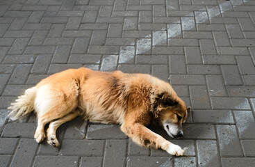 Street Nap: Where Fur Meets Geometry