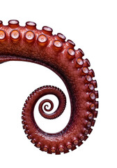 Extreme macro of a muscular, reddish-brown Octopus vulgaris arm coiling and reaching, wet glistening suckers, velvety mottled texture on transparent background with bokeh, concept of biological wonder