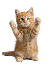 Young orange tabby kitten with ginger fur, emerald eyes, standing on hind legs, paws raised, isolated on transparent background with dramatic studio lighting, Concept of curious playfulness