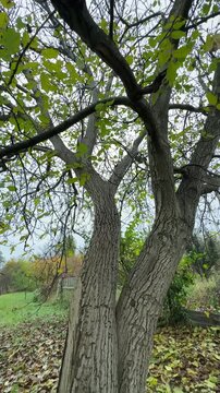 walnut tree with fallen leaves on the ground,autumn mood in cloudy weather High quality 4k footage