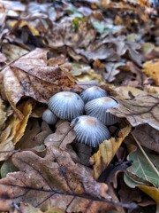Coprinellus disseminatus. Mushroom picking. Mushrooms in the forest. Autumn forest.