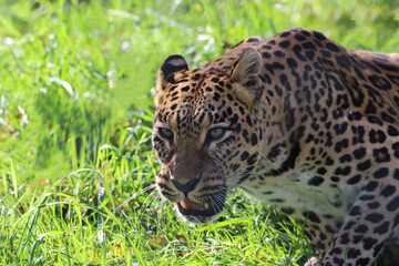 Belle panthère qui se met en chasse 