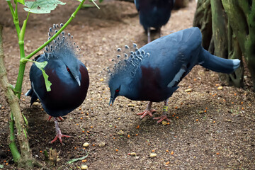 couple d'oiseaux goura victoria ou pigeon Mambruk