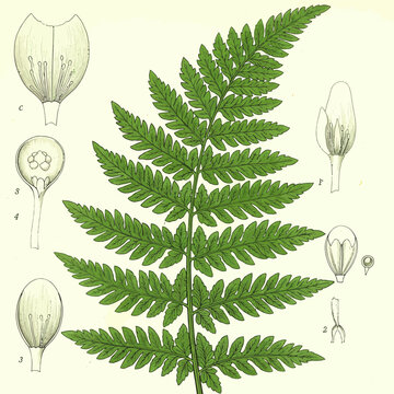 Botanical illustration of a fern frond with detailed anatomical drawings of its reproductive structures.