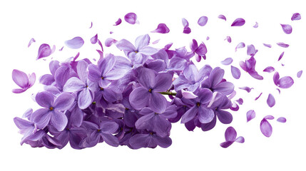 Purple lilac flowers and petals scattering across white background