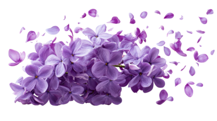 Purple lilac flowers and petals scattering across white background