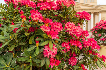 Lush pink rhododendron flowers against the backdrop of the theater building. Moscow, Russia.