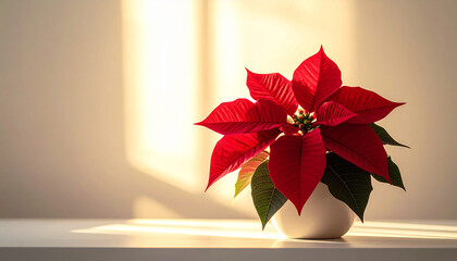 朝日の差し込む白い室内に飾られた赤いポインセチアの鉢植えが美しい冬のインテリア