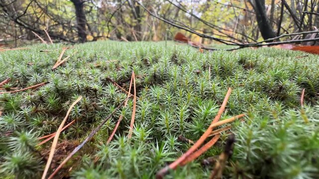 green forest sphagnum moss closeup . High quality 4k footage