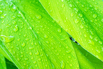 Drop water on green leaf background, rain on plant abstract dew leaves, clean nature fresh sping season, environment ecosystem change concept