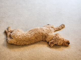 Relaxed Labrandoodle on Carpet